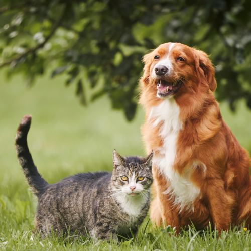 Campanha de Vacinação Antirrábica Animal 2026 começa em agosto com mais de 40 pontos de atendimento em João Monlevade.