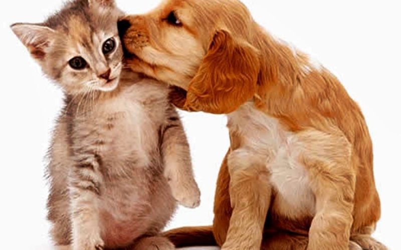 Secretaria de Saúde promove o Julho Dourado, mês da prevenção das zoonoses.