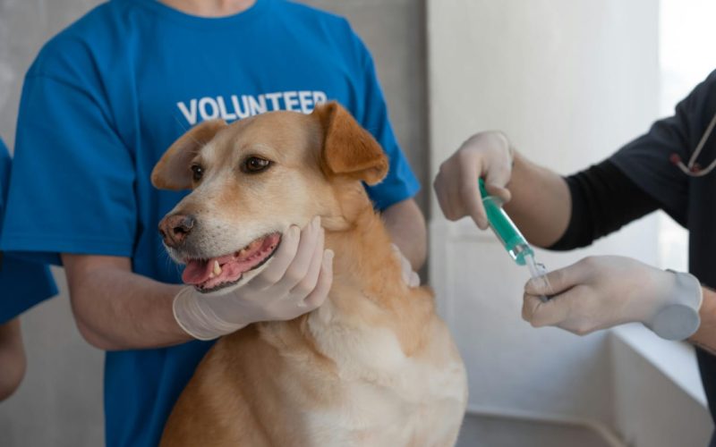 João Monlevade promove campanha de vacinação antirrábica nos dias 23 e 30 de agosto.